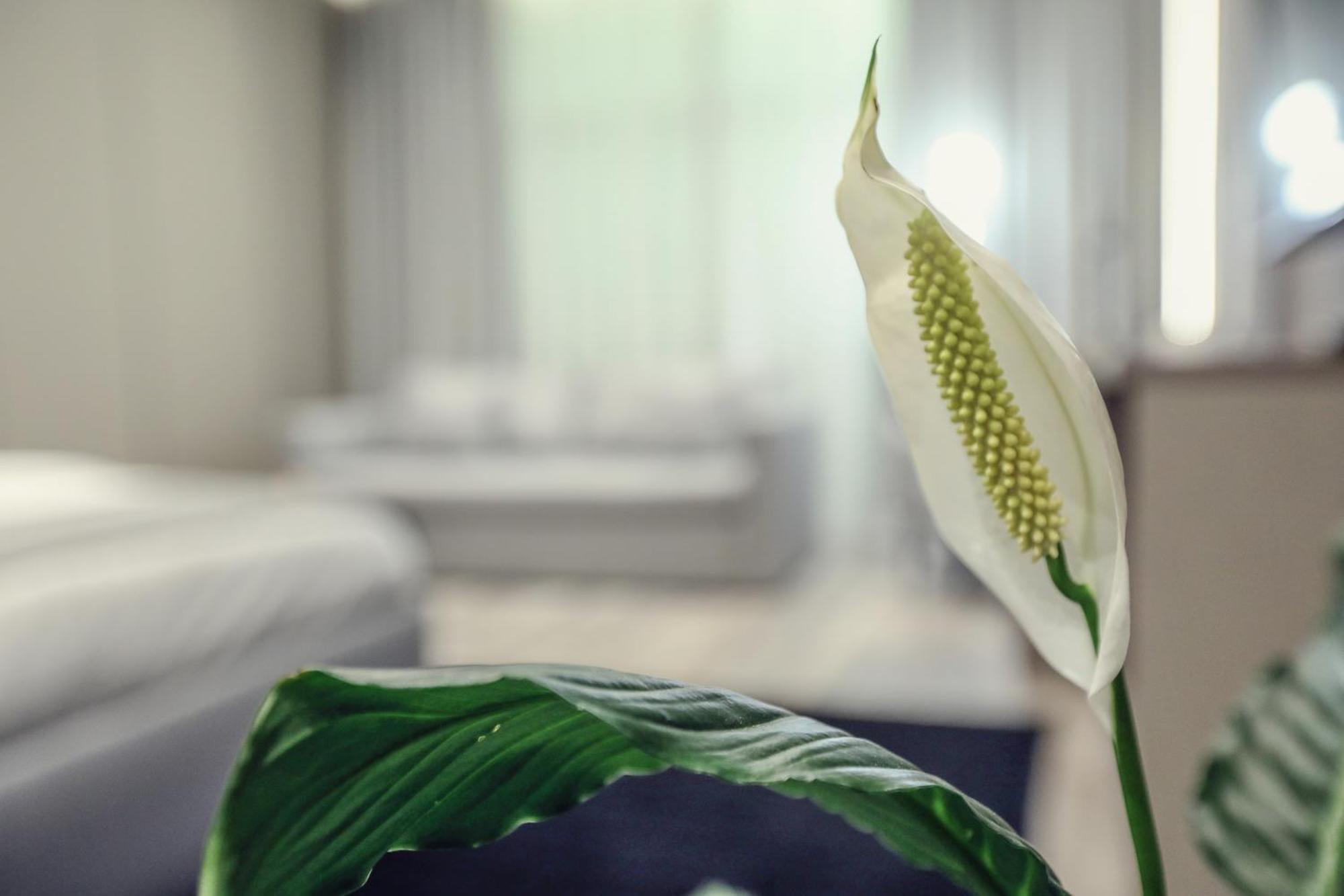 Hotel Dirista Shkoder Bagian luar foto